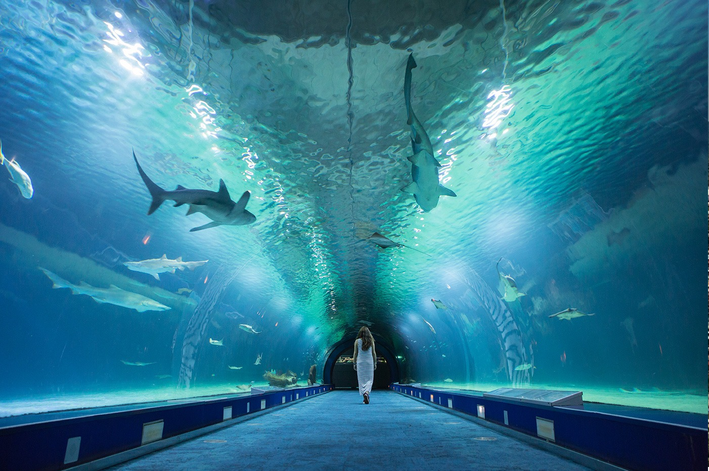 CDMX tendrá el acuario más grande de Latinoamérica – REVOLUCION 3.0